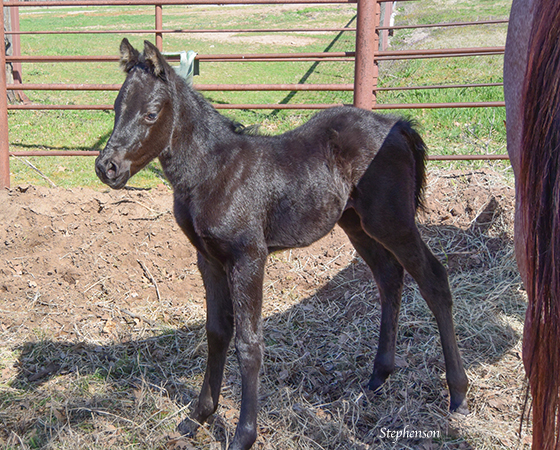 CD Diamond x Tachitas Hickory - 2016 Filly